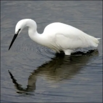 Et celle-là, quelle est-elle ?