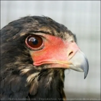 Quel est cet oiseau ?