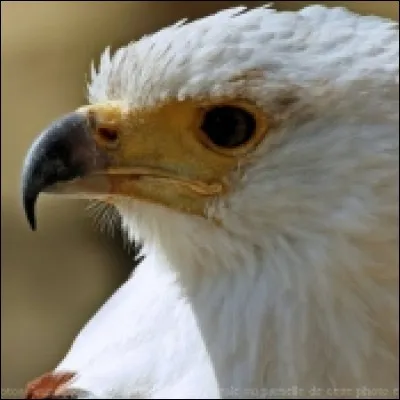 Comment se nomme cet oieau de proie ?