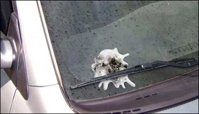 Reconnais-tu à qui appartient cette fiente ?