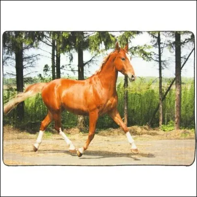 Comment s'appelle un cheval entièrement marron ?