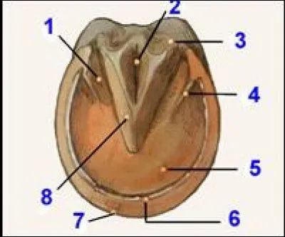 Le numéro 2 désigne la :