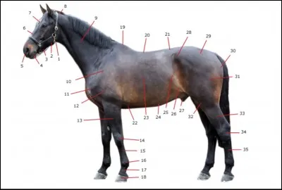 Quel est le nom du numéro 14 ?