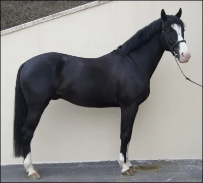 Quelle est cette race de cheval ?