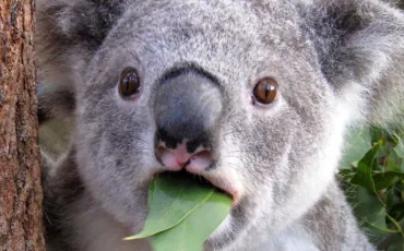 Quiz Animaux