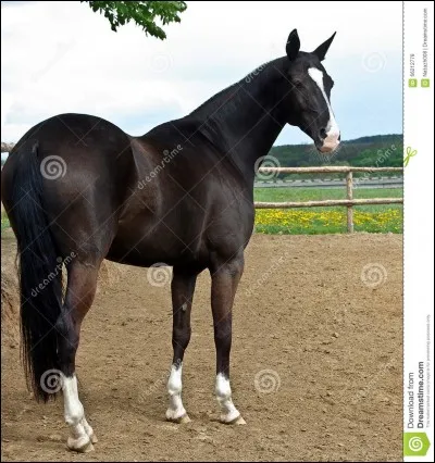 Les marques blanches sur la tête sont :