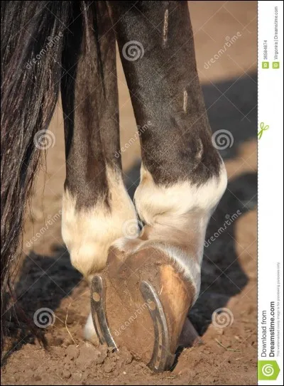 Comment s'appelle la personne qui pose les fers et s'occupe des pieds du cheval ?