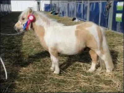 De quelle robe est ce poney ?
