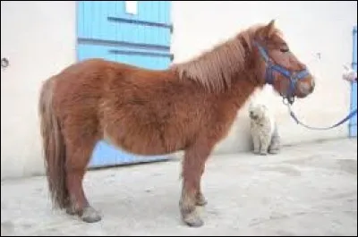 De quelle robe est ce poney ?