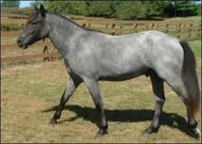 De quelle robe est ce cheval ?