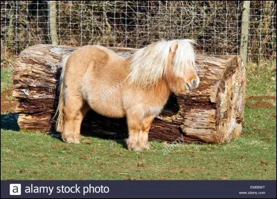 C'est un petit poney de moins de 1 m 07, venant d'Écosse.
C'est :