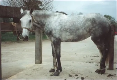 C'est un poney de loisir puissant venant de l'ouest de l'Irlande.
Sa robe peut être tout sauf pie. 
C'est :