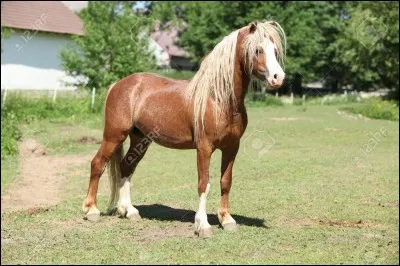 C'est un poney mesurant entre 1 m 37 et 1 m 48, venant du pays de Galles.
C'est :