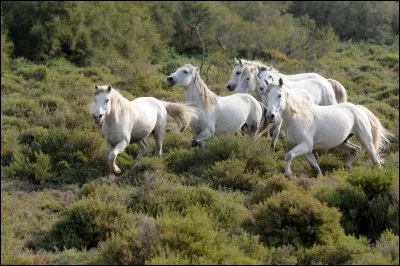 C'est un cheval français de couleur grise, servant à conduire des manades (troupeaux).
C'est :