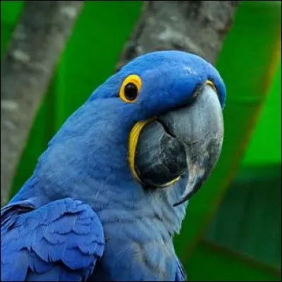 Quelle est cette espèce d'ara ?