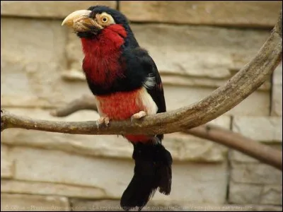 Quel est cet oiseau ?