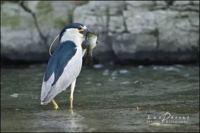 Quel est cet oiseau ?