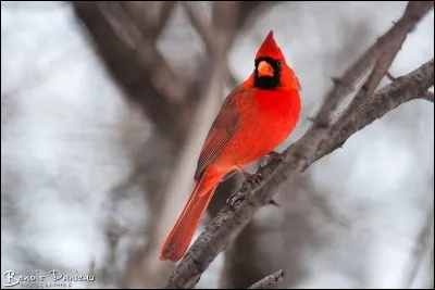 Quel est cet oiseau ?