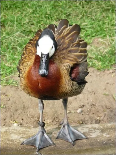 Quelle est cette espèce de canard ?