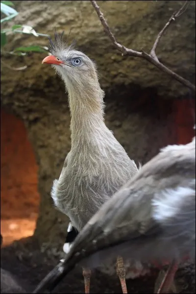 Quel est cet oiseau ?