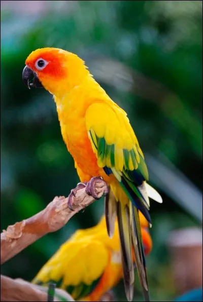 Quel est cet oiseau ?