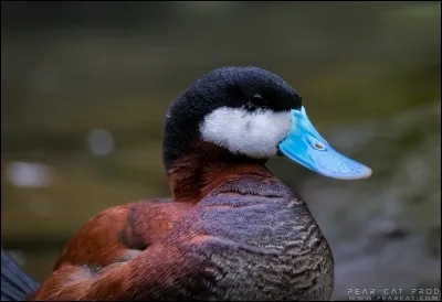 Quel est cet oiseau ?