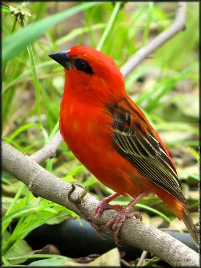 Quel est cet oiseau ?