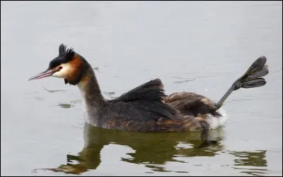 Quel est cet oiseau ?