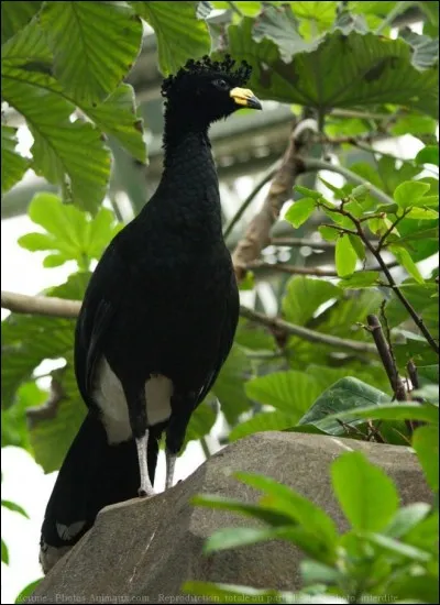 Quel est cet oiseau ?