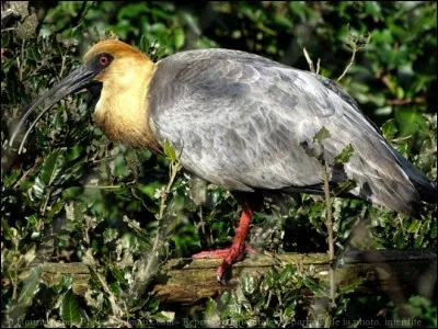 Quel est cet oiseau ?