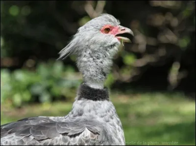 Quel est cet oiseau ?