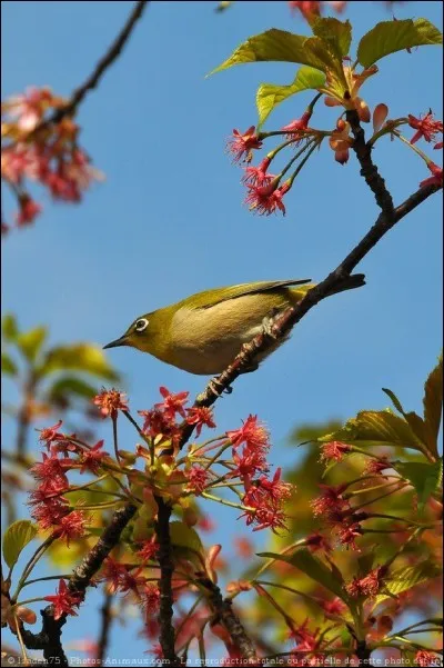 Quel est cet oiseau ?