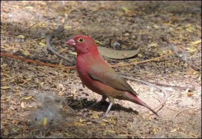 Quel est cet oiseau ?