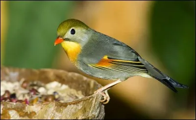 Quelle est cette espèce de rossignol ?