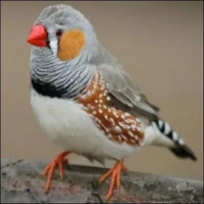 Quel est cet oiseau ?