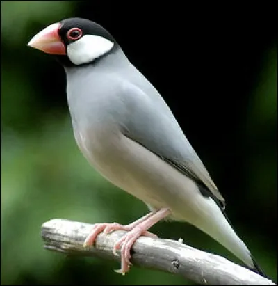 Quel est cet oiseau ?