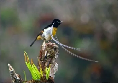 Quel est cet oiseau ?