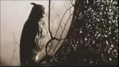 Dans quel clip pouvons-nous voir cette chouette ?