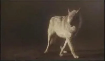 Dans quel clip pouvons-nous voir ce loup ?