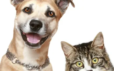 Quiz Animaux