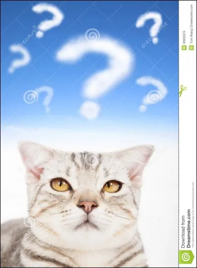 J'ai une sur qui était guérisseuse, mon père était lieutenant, et une de mes apprenties est partie dans un autre clan. Qui suis-je ?