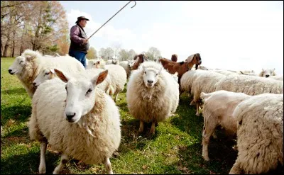 Comment s'appelle ceci en anglais ?