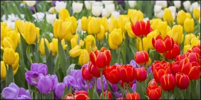 Comment s'appelle ceci en anglais ?