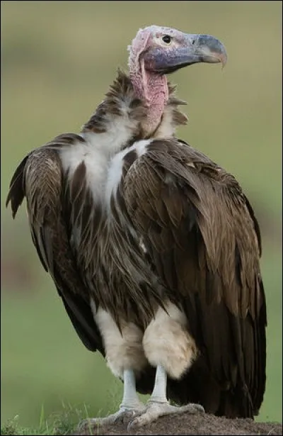 Le nom de ce rapace diurne rime avec l'une des propositions données. Laquelle ?