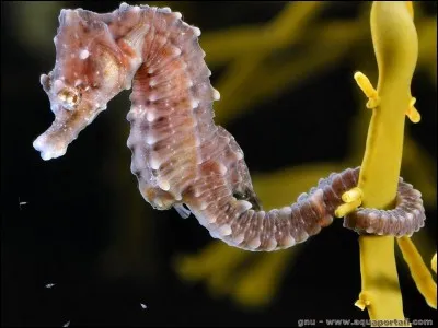 Quel verbe conjugué rime avec le nom de ce "cheval de mer" ?