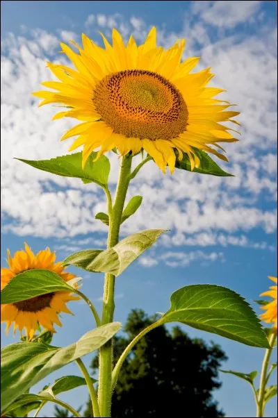 Trouvez ce qui rime avec le nom de cette grande plante annuelle, appartenant à la famille des Astéracées.