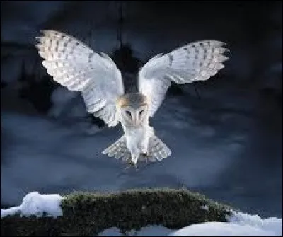 La "dame blanche" en est une, et son nom rime avec...