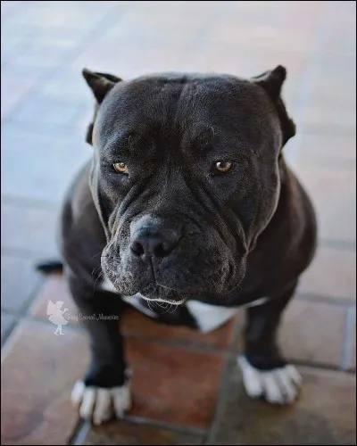 Quelle est cette race de chien ?