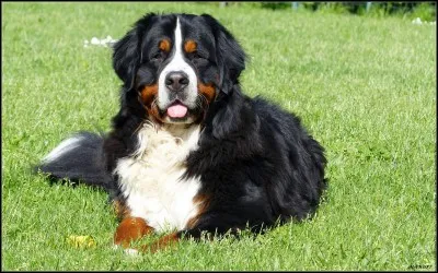 Quelle est cette race de chien ?