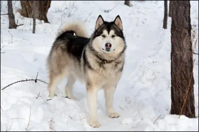 Quelle est cette race de chien ?